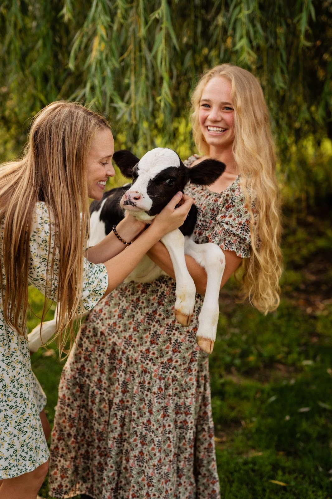 Two young girls playing with a calf