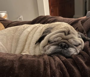 Novo pet of the month - Margret's Daphne